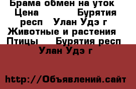 Брама обмен на уток › Цена ­ 1 000 - Бурятия респ., Улан-Удэ г. Животные и растения » Птицы   . Бурятия респ.,Улан-Удэ г.